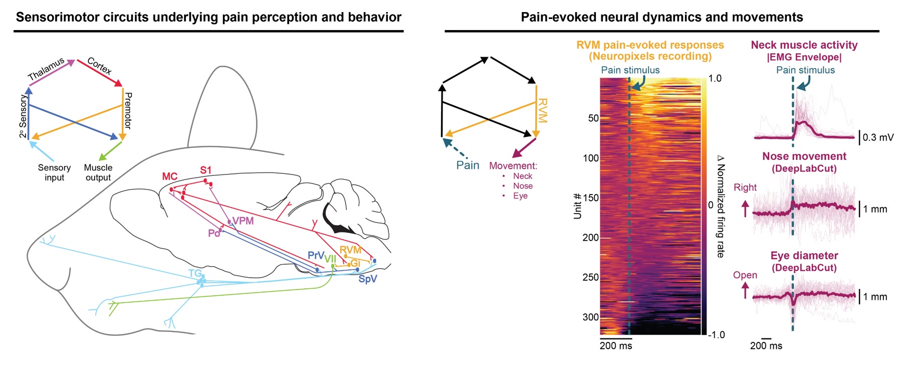 Diagram of sensorimotor circuits underlying pain perception alongside pain-evoked Neuropixels recordings and behavioral tracking