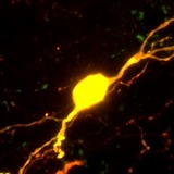 Mercer Lindsay Lab mark — fluorescent premotor neuron