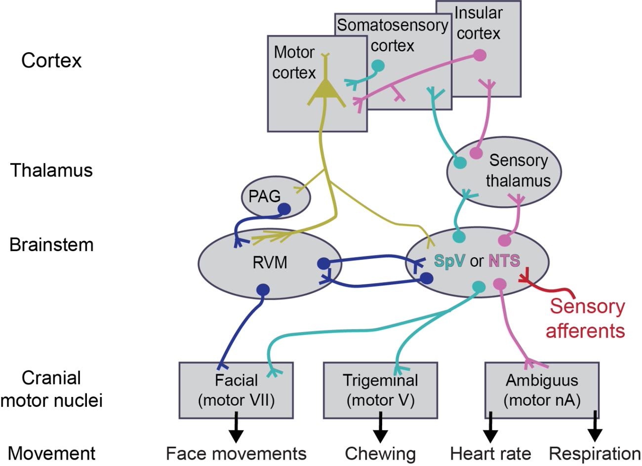 Diagram of sensorimotor circuits linking cortex, thalamus, and brainstem investigated in the Mercer Lindsay Lab